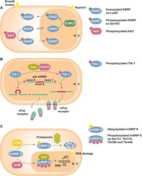 Regulation Of Translation Initiation In Eukaryotes 49 OFF