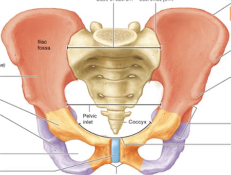 Pelvic Girdle Diagram Quizlet