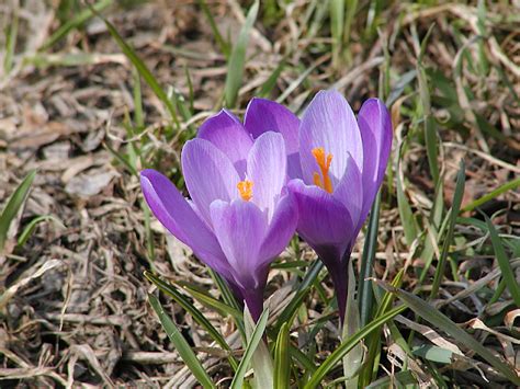 Naturwunder Fr Hbl Her Krokusse