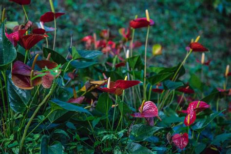 Anthurium Flower Meaning and Symbolism | Plantly