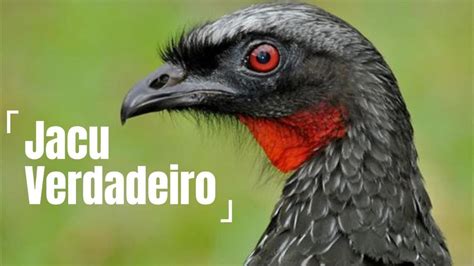 As 10 Curiosidades Sobre O Jacu Verdadeiro YouTube