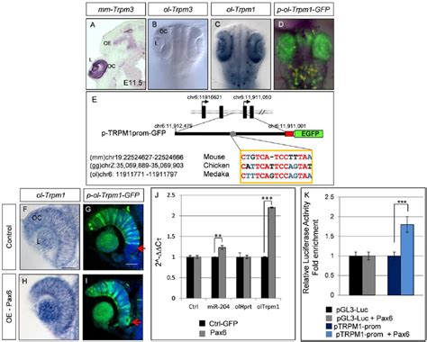 Characterization Of The Medaka Ol Trpm Mir Regulatory Region A