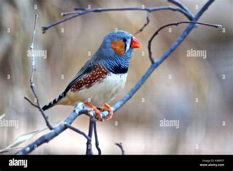 Zebra Finch Taeniopygia Guttata Of A Twig Stock Photo Alamy