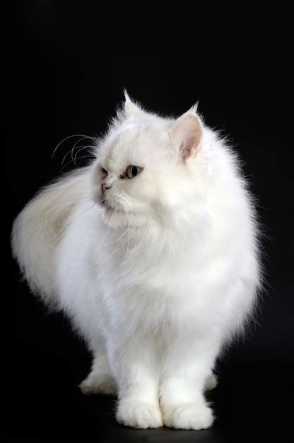 Premium Photo | White persian cat