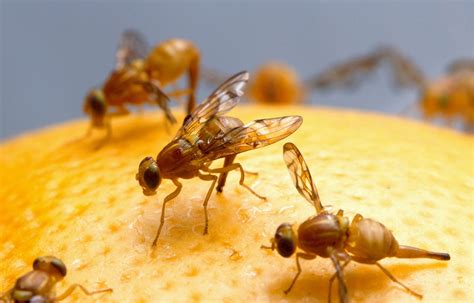 How Do Fruit Flies Appear So Suddenly In Your Home Remedy Diy Pest