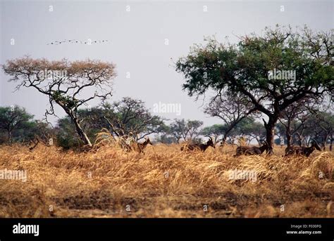 Antelopes Waza National Park Cameroon Stock Photo Alamy