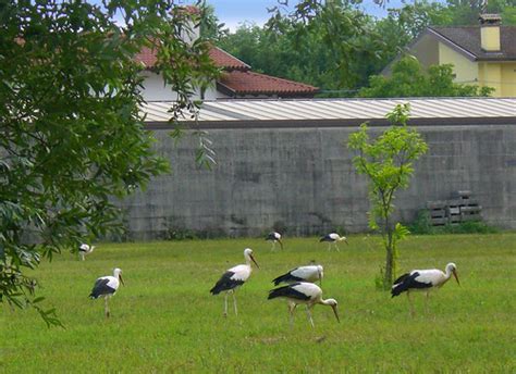 Cimg Storks At Oasi Dei Quadris Fagagna It S Suppert