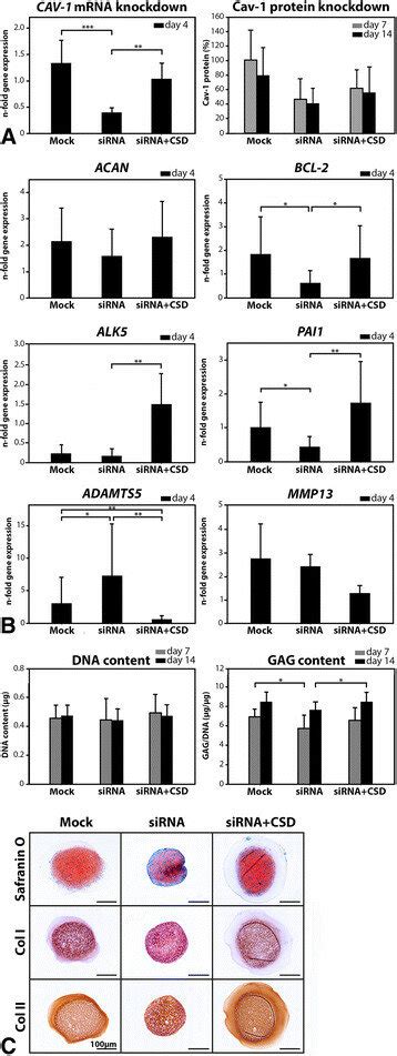 The Effect Of In Vitro Caveolin Cav Silencing On Chondrocyte Like