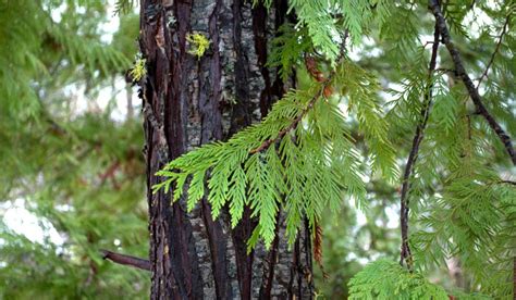 How to grow and care for Cedar Tree?