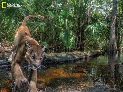 Once Nearly Extinct, The Florida Panther Is Making A Comeback | NPR ...