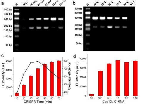 Optimization Of The Assay Conditions A The Agarose Gel Image Of Raa