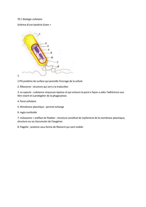 TD 1 Biologie cellulaire Biologie Cellulaire 2 Université Paris Est