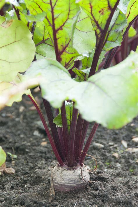 Beta Vulgaris Boltardy Beetroot Boltardy Annual Biennial Rhs