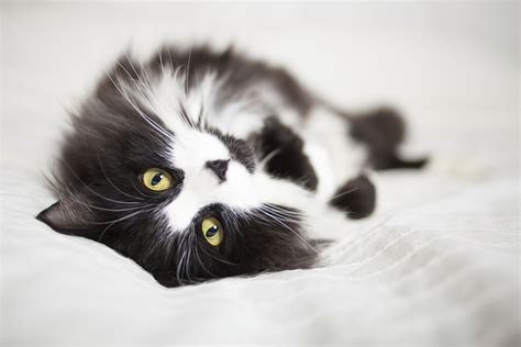 Tuxedo Cat British Shorthair Black And White Cat Breeds - Dogs And Cats Wallpaper