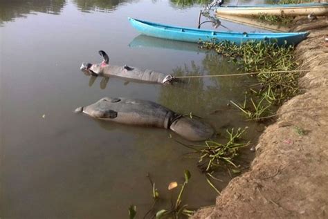 Descartan Muerte De Manatíes Por Contaminación En Tabasco Sureste Informa