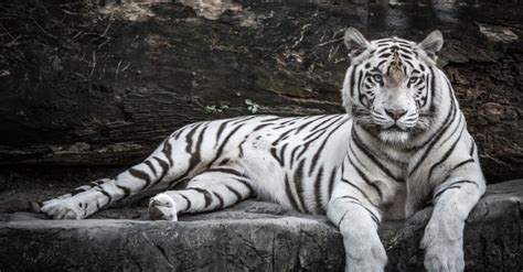 How Many White Tigers Are Left Leone Ninette