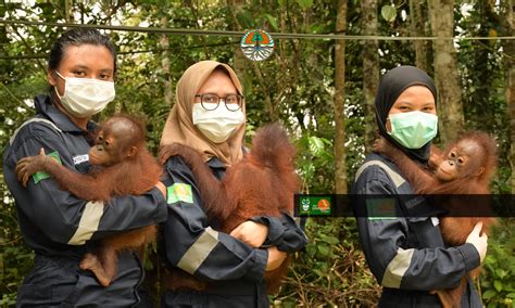 KARTINI COP UNTUK ORANGUTAN INDONESIA COP Centre For Orangutan Protection