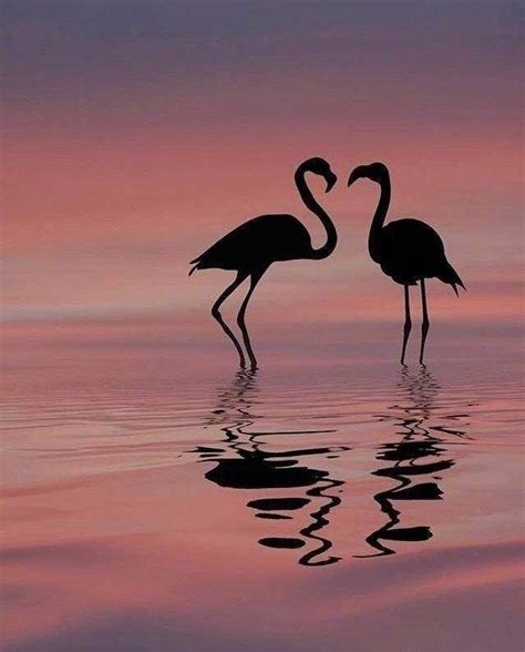 Vdwypfnv2b” Flamingo Pictures Amazing Animal Pictures