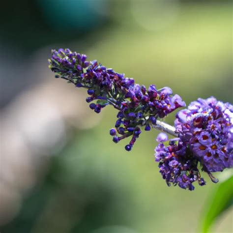 Descubra a Beleza Exótica da Buddleja Davidii