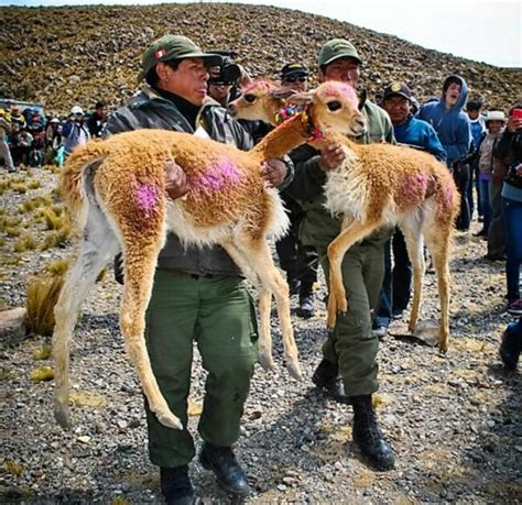 Minagri Establece Protocolo Sanitario Que Regula El Manejo Y Esquila De