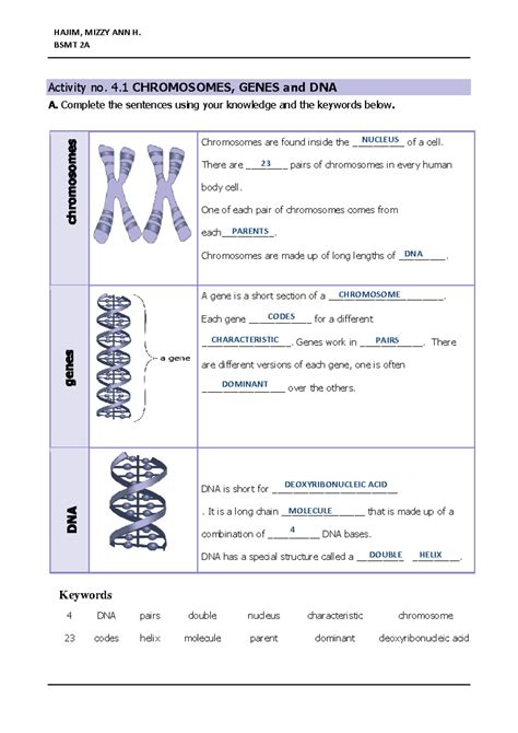 Dna Genes Chromosomes Worksheet