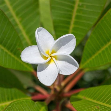 How To Grow Frangipani Artofit