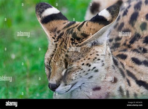 Serval Eyes High Resolution Stock Photography And Images Alamy