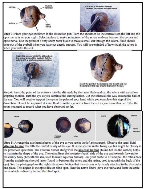 Sheep Eye Dissection Labeled