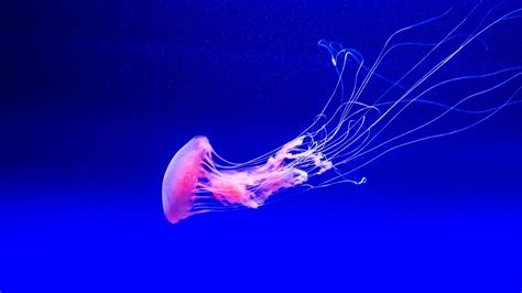 Jellyfish Underwater Wallpapers | HD Wallpapers | ID #25650