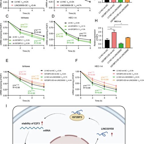 Functional Crosstalk Between Lncrnas And Their Rbps Lncrna Binds To