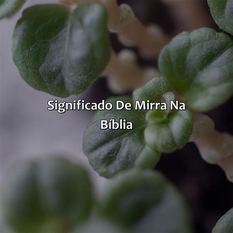 O'que É Mirra Na Bíblia - O Que É Mirra Na Bíblia - Bíblia da Bíblia
