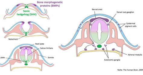 Neuroembryology Flashcards Quizlet