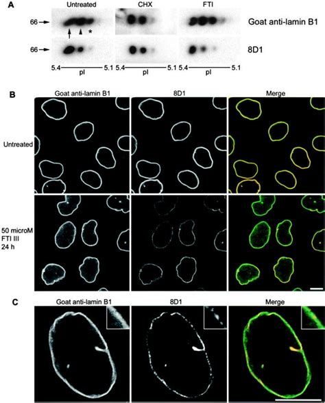 Differential CAAX Processing Of Lamin B1 In Interphase Cells A