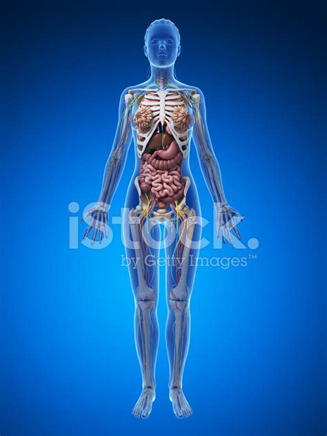 female anatomy