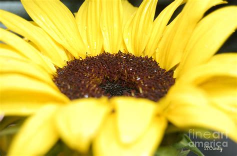 A Sunflower After A Rain Photograph By Susan Stevens Crosby Fine Art