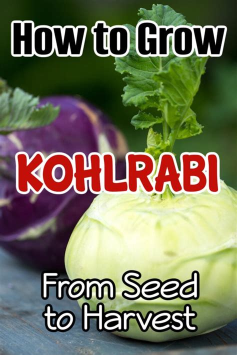 Easy Steps To Grow Your Own Kohlrabi Backyard Vegetable Gardener