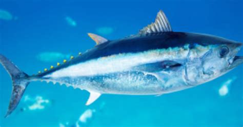 Atlantic Bluefin Tuna