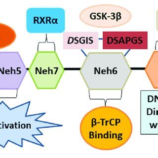 PDF Nrf2 Activation Involvement In Central Nervous System Traumatic