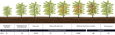 Fertilización De Acuerdo Al Desarrollo Fenológico Del Cultivo Blog