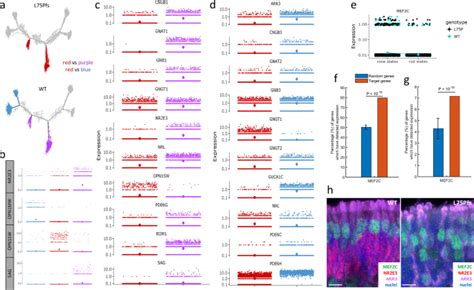 Investigating Cone Photoreceptor Development Using Patient Derived Nrl