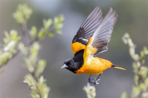 Northern Baltimore Oriole