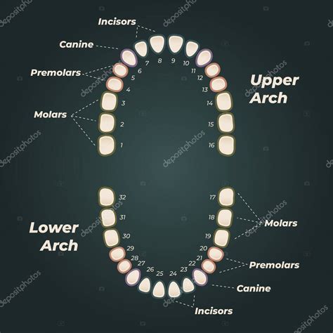 Ilustración Del Diagrama Dental Médico Anatomía Dental Humana