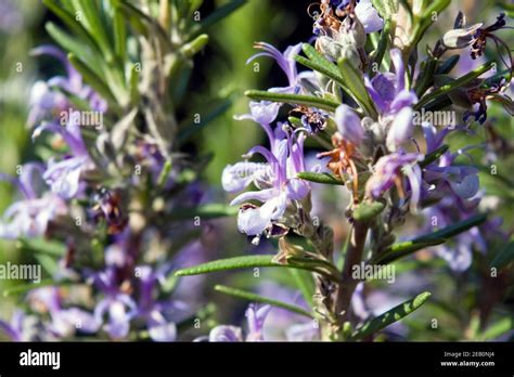 Rosmarinus Officinalis Commonly Known As Rosemary A Beautiful