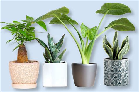 13 Best Indoor Plant Pots And Large Planters For 2023