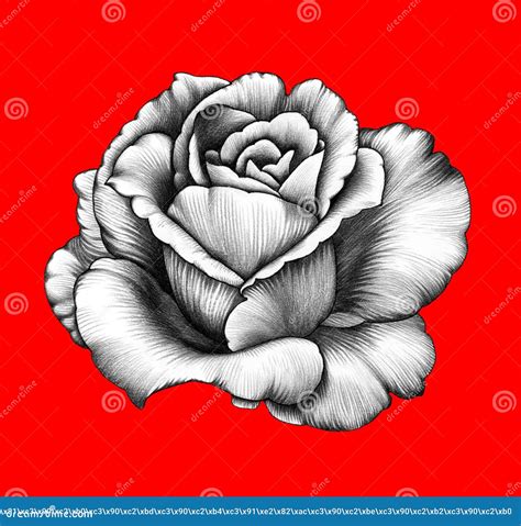 Fleur Dessin Au Crayon Illustration Stock Illustration Du Conception