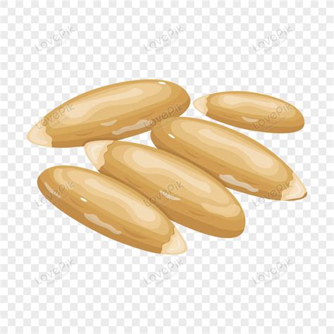 Cedar Nuts Png Images With Transparent Background Free Download On