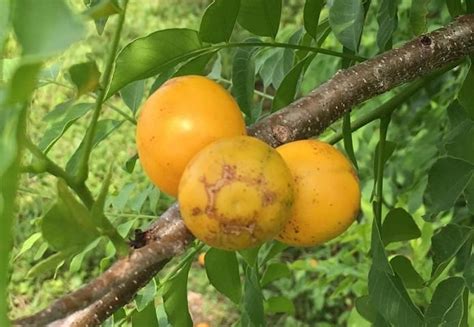 Hs Mg Spondias Growing In The Florida Home Landscape