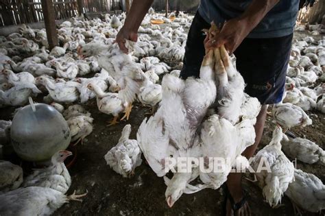 Ikappi Sebut Harga Ayam Di Pasar Masih Aman Republika Online