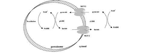 A Schematic Showing The Putative Lactate Pyruvate Redox Shuttle System