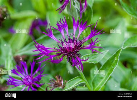 Centaurea Montana Purple Hi Res Stock Photography And Images Alamy